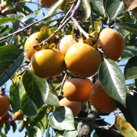 Kakis. Images issues de Wikipedia.