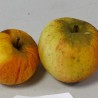 Reine des Reinettes — © Varmin, Wikimedia, CC BY-SA 3.0