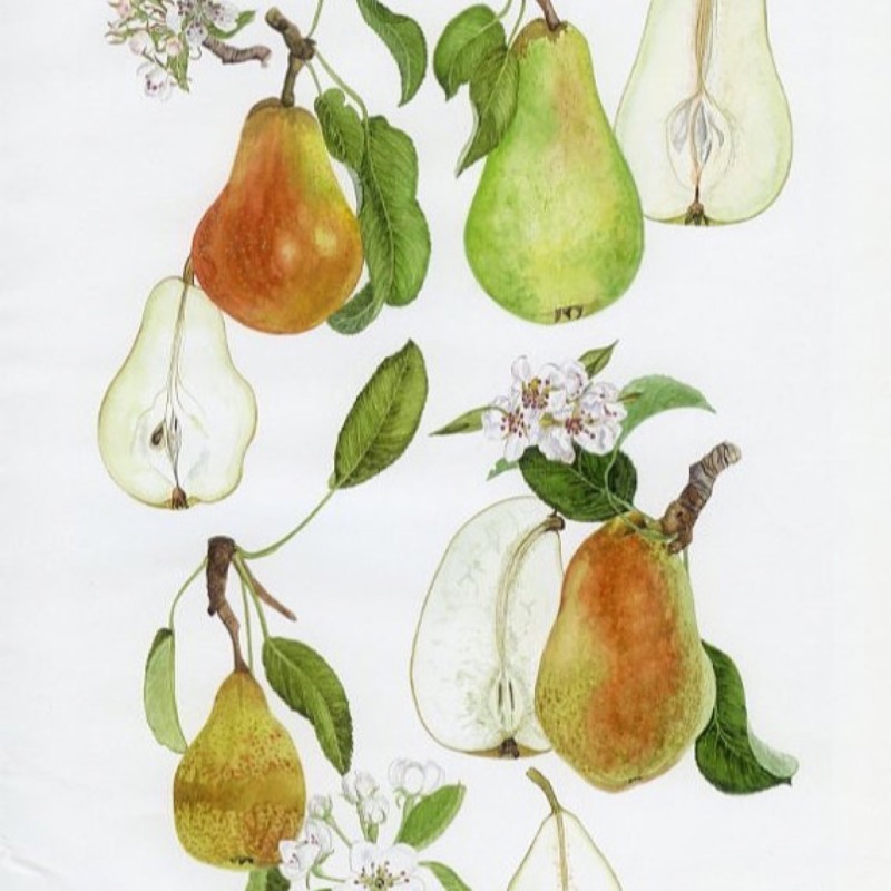 Marguerite Marillat — domaine public (aucune obligation)
