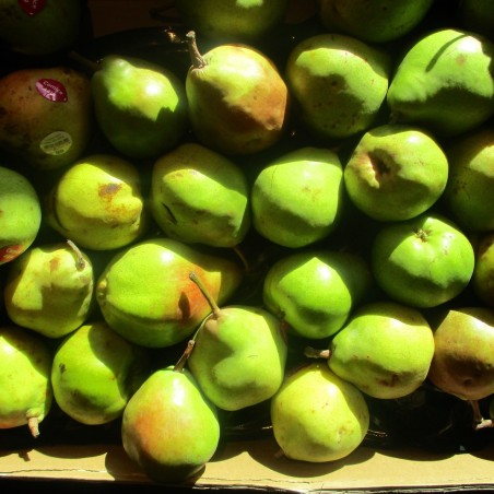 Doyenné du Comice — © Thomon, Wikimedia, CC BY-SA 4.0