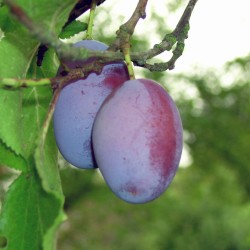 Prunier Quetsche d'Alsace
