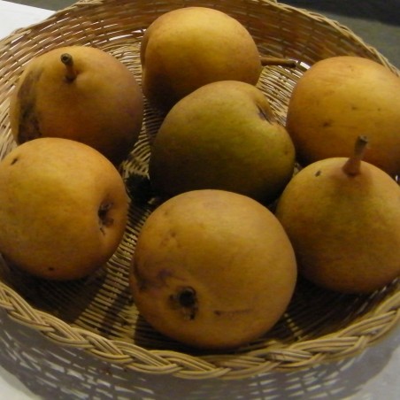 Poirier Beurré Hardy