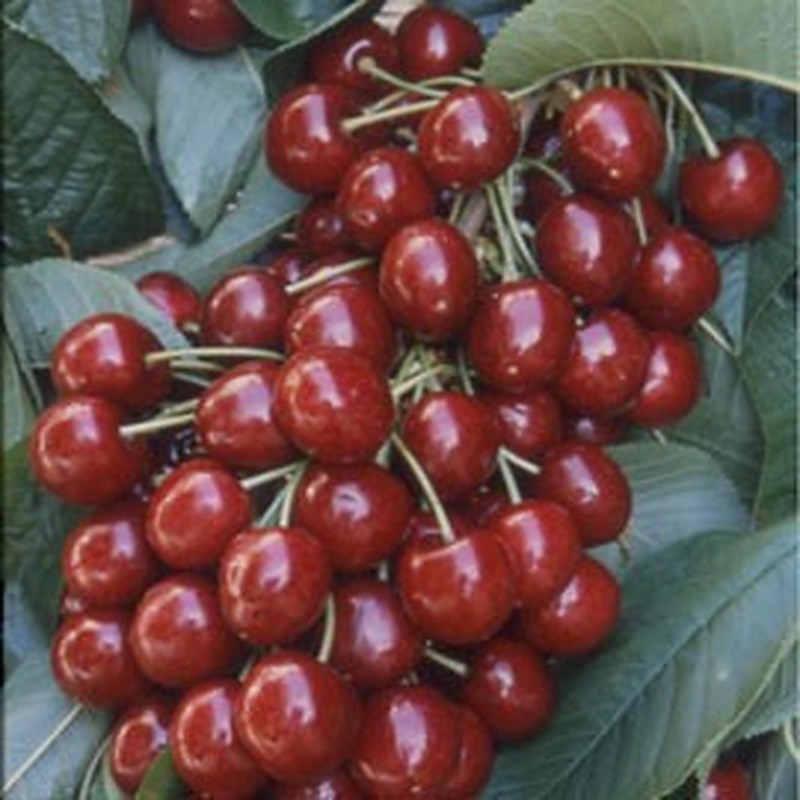 Cerisier Burlat