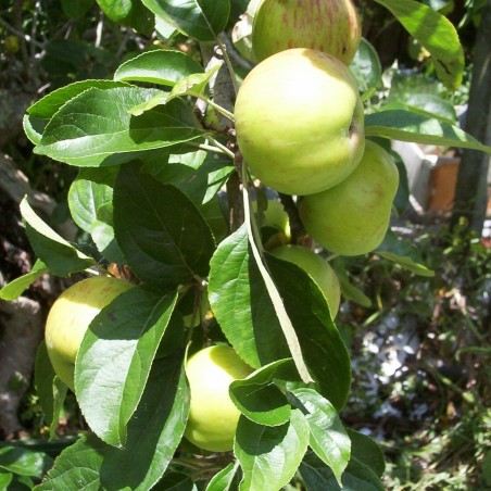 Pommier Gravenstein