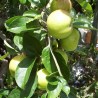 Pommier Gravenstein