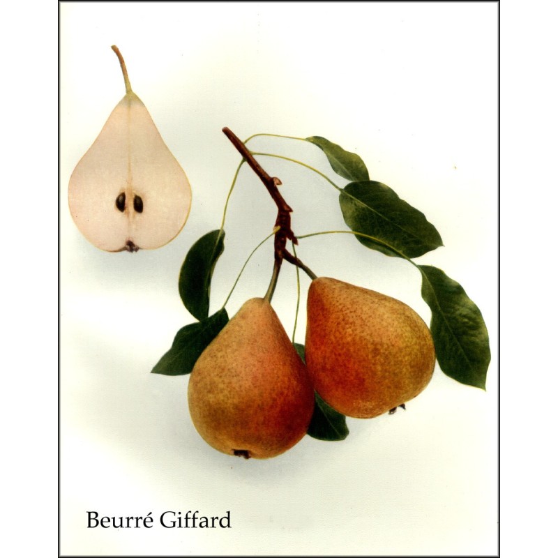 Poirier Beurré Giffard