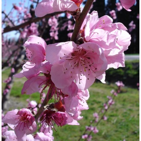 Fleurs de pêcher. Auteur : Jean Tosti sur Wikipedia