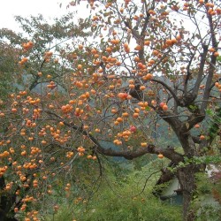 Un plaqueminier. Image issue de Wikipedia.