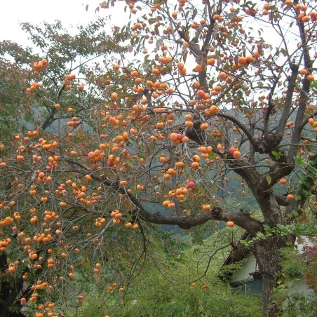 Un plaqueminier. Image issue de Wikipedia.