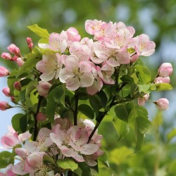 Pommier Granny Smith