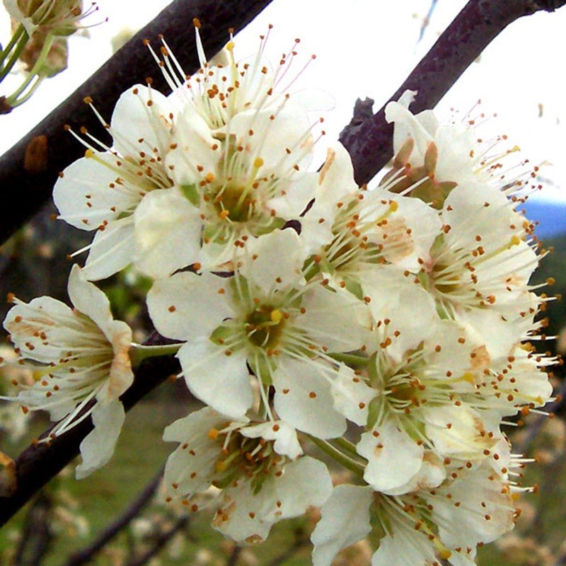 Des fleurs de prunier. Source: Wikipedia