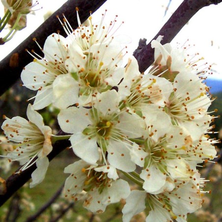 Des fleurs de prunier. Source: Wikipedia