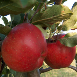 Auteur: Markus Hagenlocher (Wikipedia)