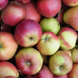 Auteur : APictche (Wikipedia)