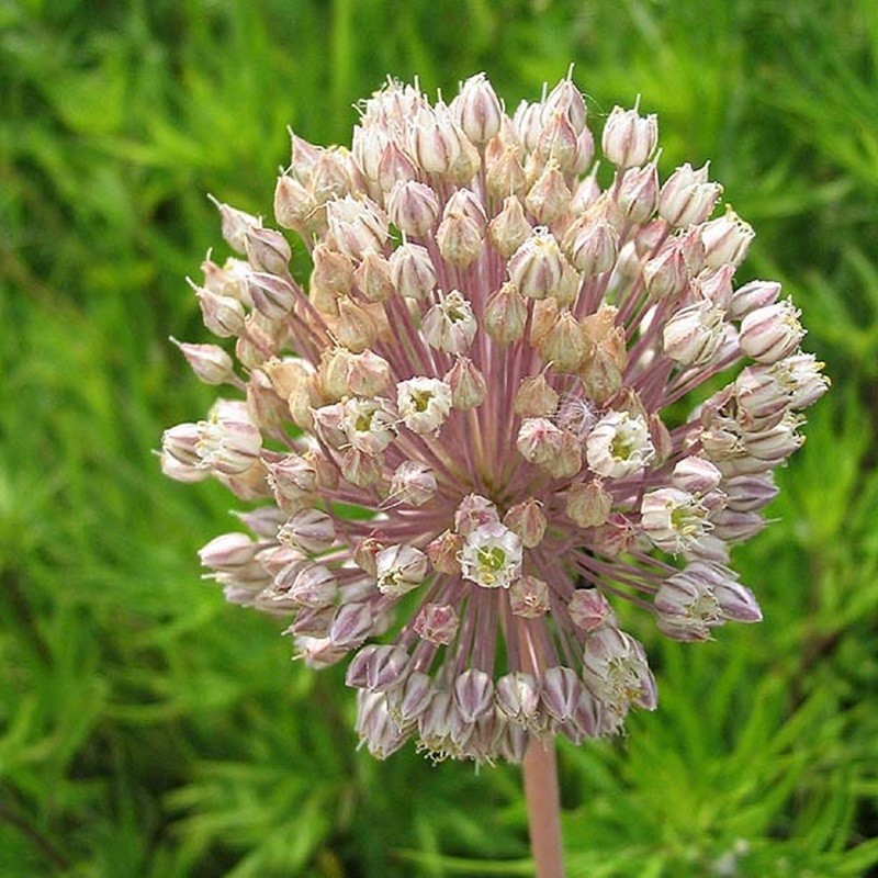 Auteur : Jeantosti (Wikipedia)