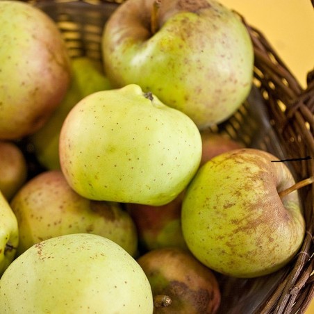 Pommier Belle Fleur Jaune