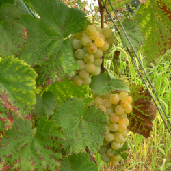 Auteur : Christian Pinatel de Salvator (wikipedia)