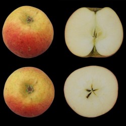 Pommes Bénédictin. Auteur :  Denisjchevalier sur Wikipedia