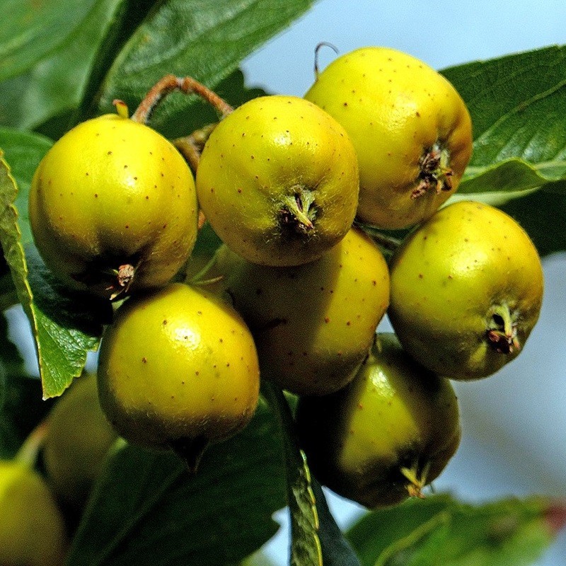 Fruits de l'aubépine mexicaine. Auteur : Bernard Spragg, Wikipedia.