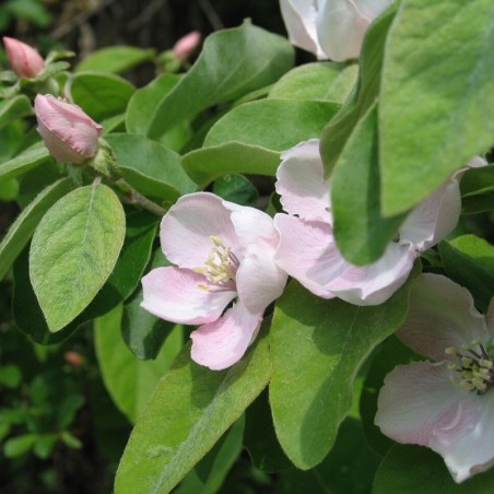 Fleurs de cognassier. Auteur : Tertulien (Wikipedia)