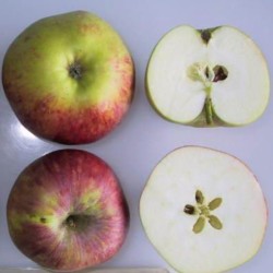 Des pommes Calville Rouge d'Automne. Source : Wikipedia