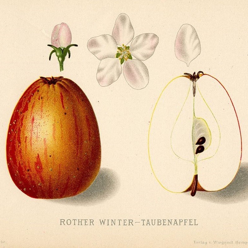 Une pomme Pigeonnet Rouge. Auteur : Wilhelm Lauche