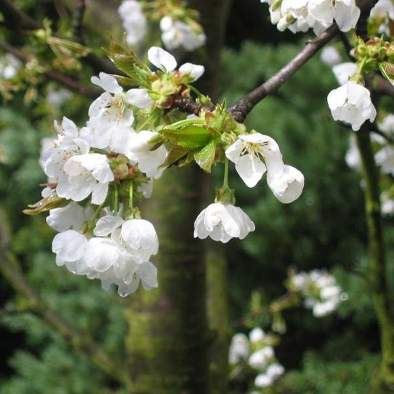 Fleurs de cerisiers. Auteur : Mussklprozz (Wikipedia)