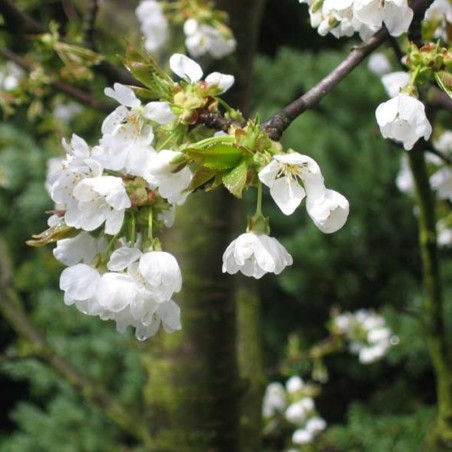 Fleurs de cerisiers. Auteur : Mussklprozz (Wikipedia)