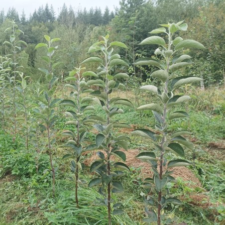 Des pommiers à la Pépinière Aux Bonnes Feuilles