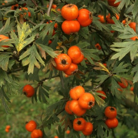 Les fruits de l'aubépine Tanacetifolia. Auteur : Vojtěch Zavadil (Wikipedia)